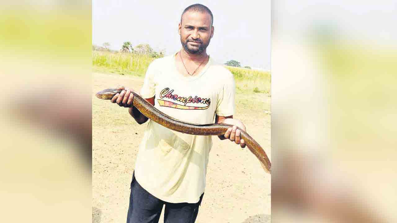 పాము కాదు.. మలుగు పాపెర