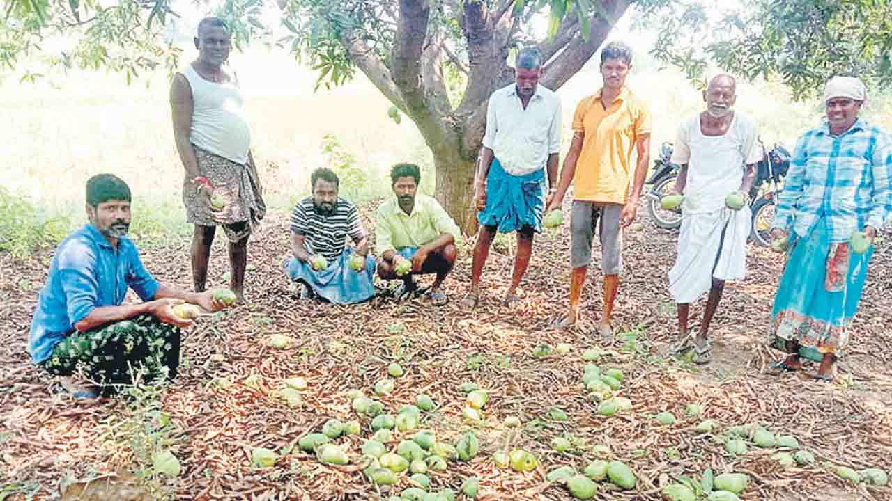 గాలి బీభత్సం.. మామిడికి నష్టం