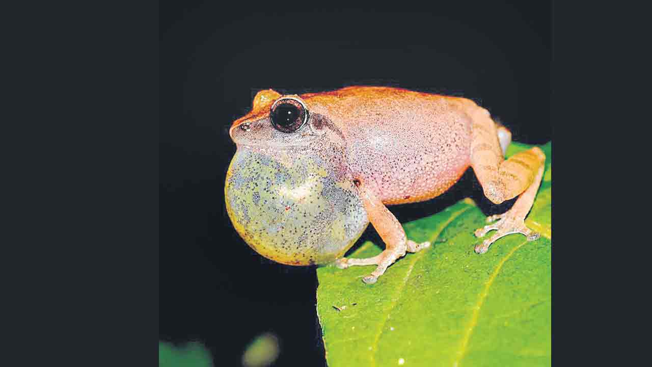 కప్ప జాతులకు పునరుజ్జీవం