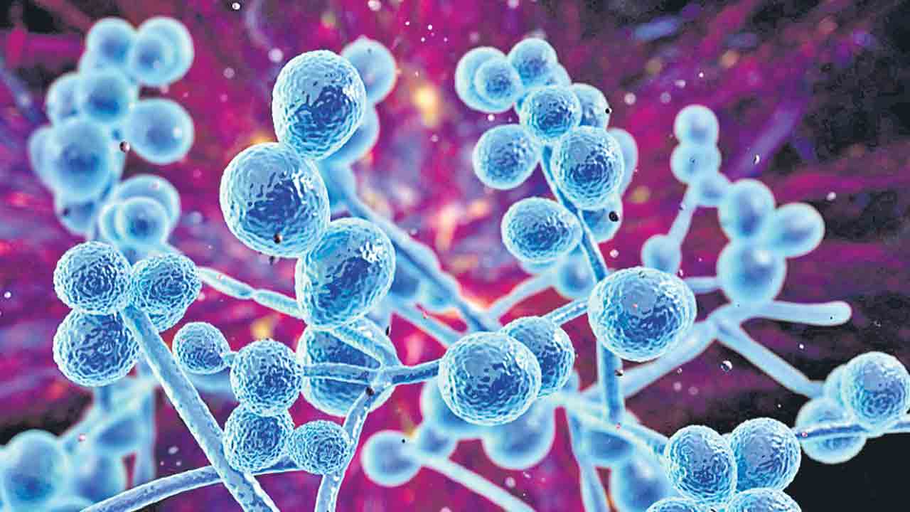 అమెరికాలో ఫంగస్‌ భయం