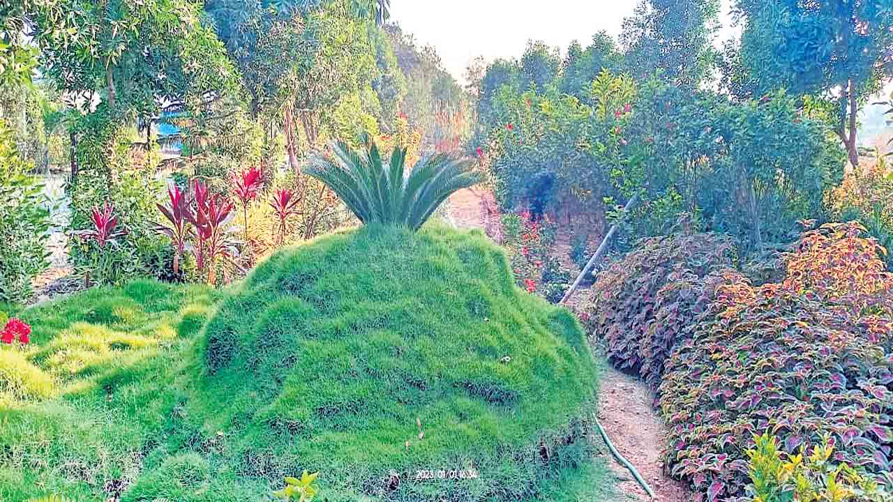 Garden