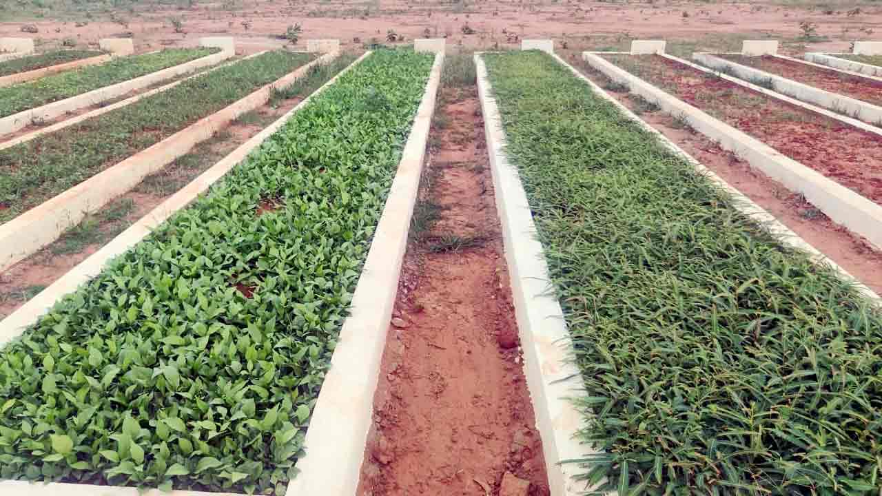 అడవి శోభిల్లు.. పుడమి వర్ధిల్లు!