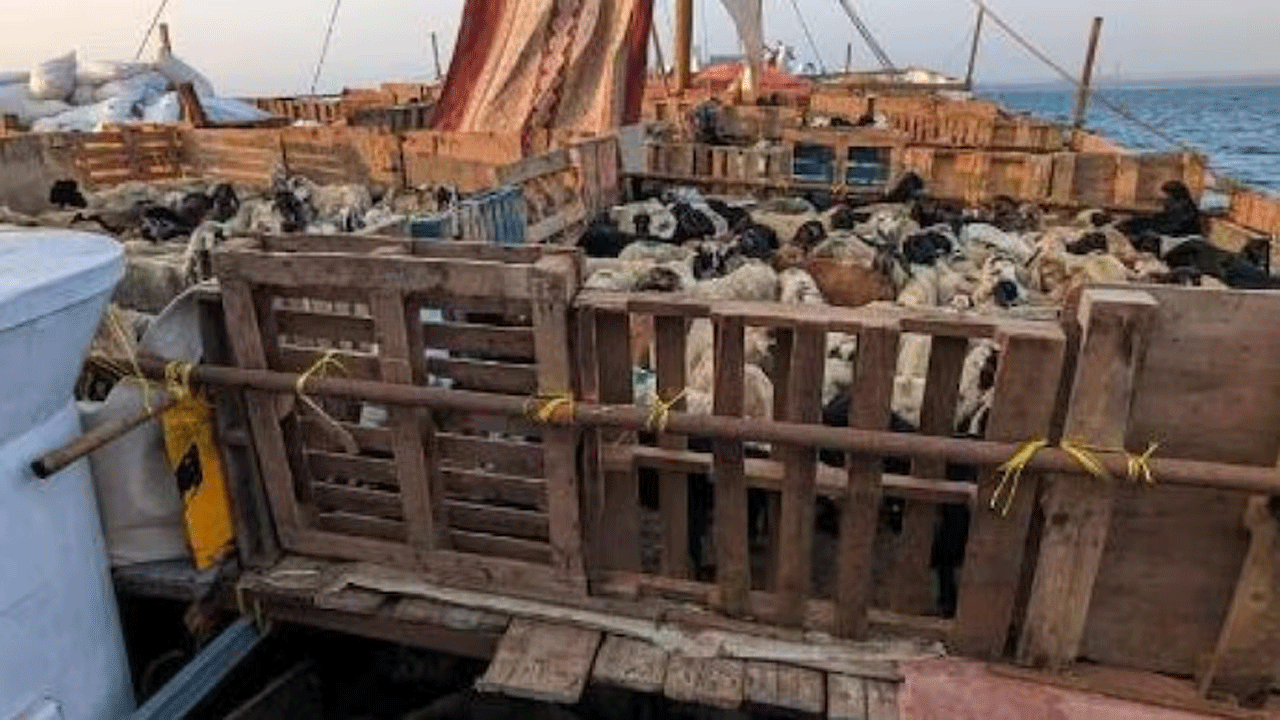 జీవాల ఉసురు తీస్తున్నారు : గొర్రెలు, మేకలను అక్ర‌మంగా త‌ర‌లిస్తున్న‌ బోట్ ప‌ట్టివేత‌