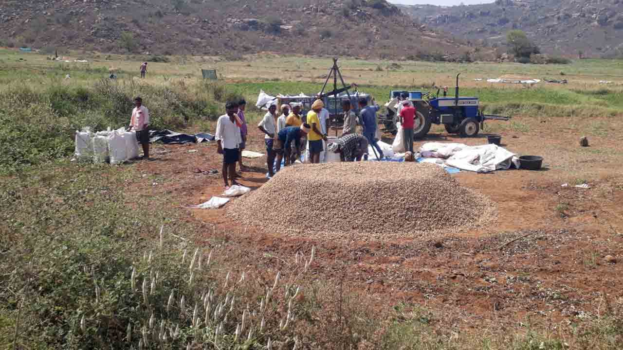 కలిసొచ్చిన పల్లి సాగు