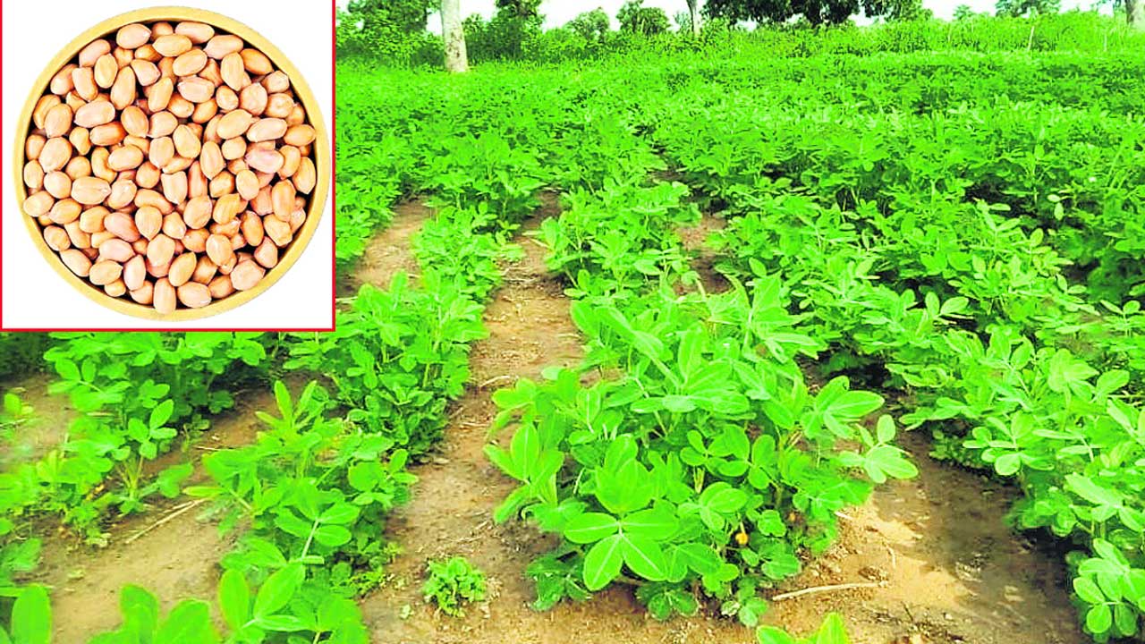 CM KCR | మానుకోట జిల్లాలో ముచ్చటగా మూడో పంట.. కేసీఆర్‌ విప్లవాత్మక నిర్ణయాలతో సరికొత్తగా ఎవుసం