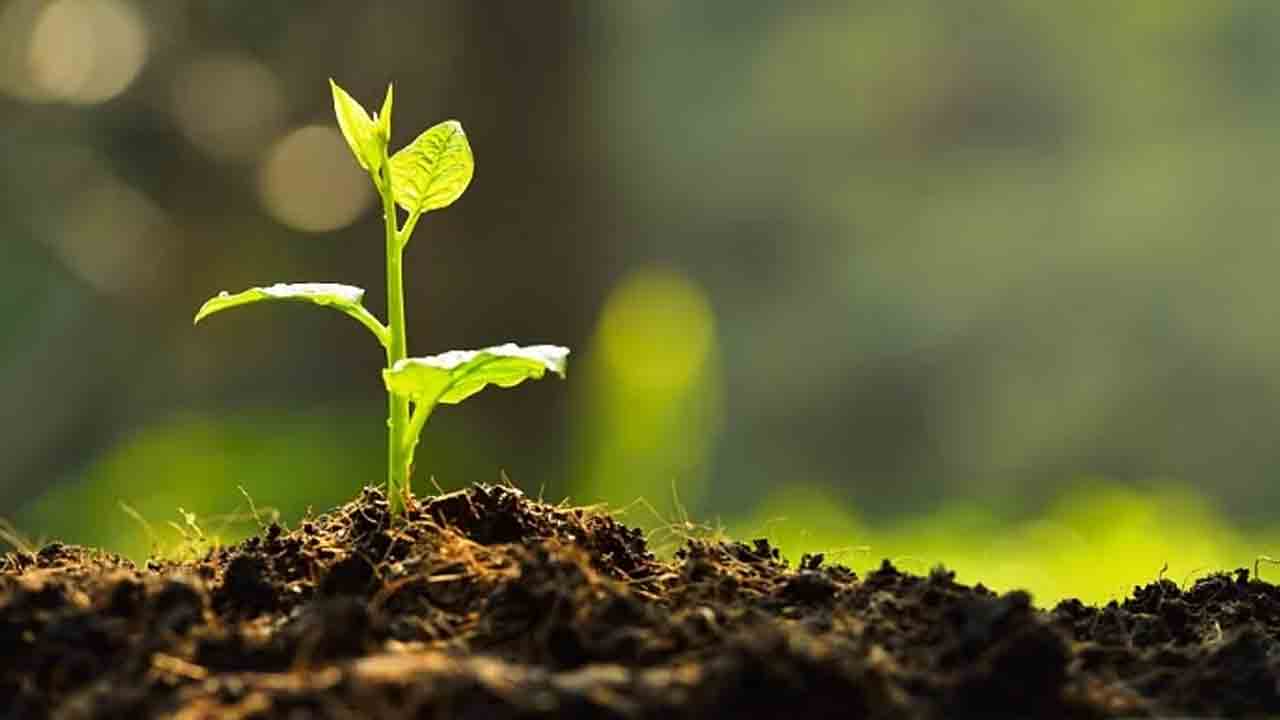 హరితహారం చెట్లు నరికివేత