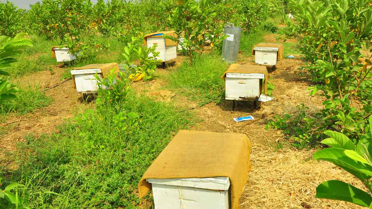 లాభాల తేనె పట్టు