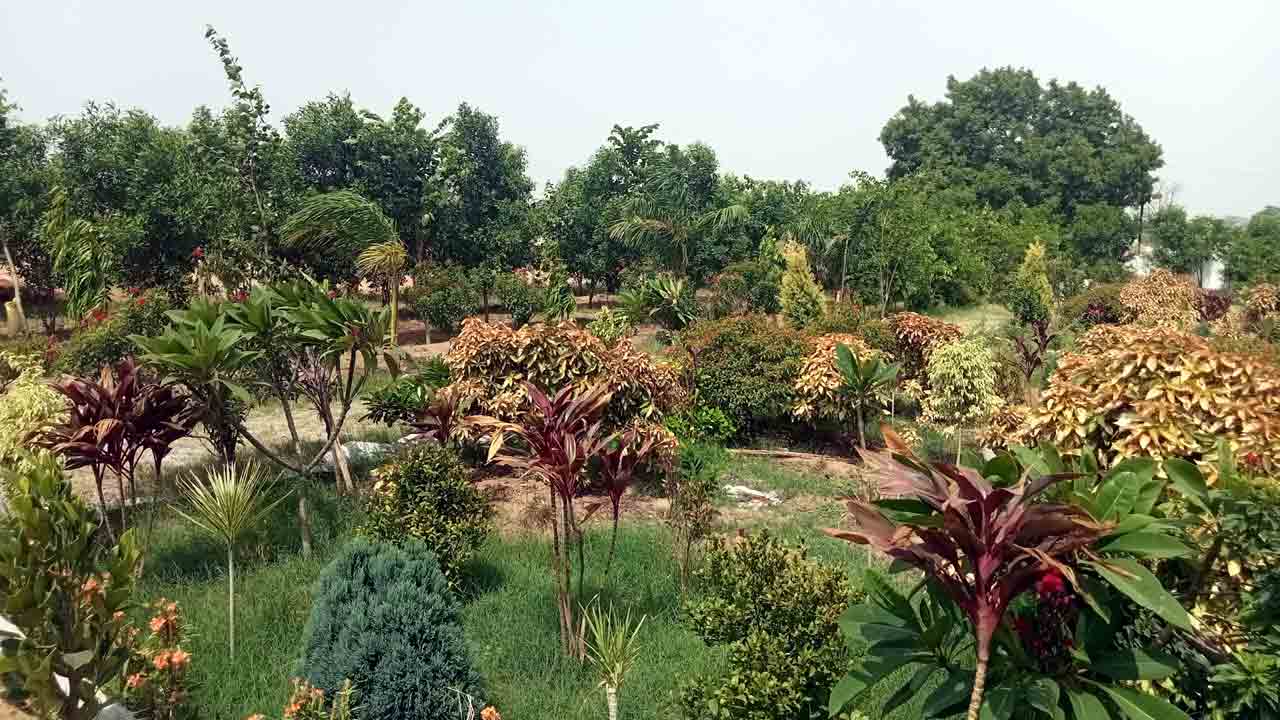 Telangana | చిట్టడవులను తలపిస్తున్న పల్లెలు.. గ్రామ ప్రధాన రహదారులన్నీ హరితమయం