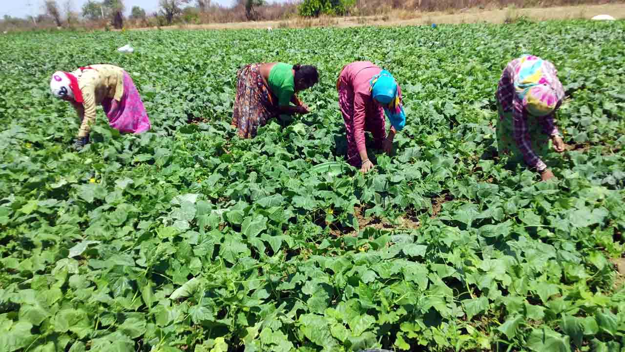 Agriculture | రెండు నెలల్లోనే 80 వేల ఆదాయం.. ఈ పంటతో స్వల్పకాలంలోనే రైతన్నకు రెట్టింపు లాభాలు