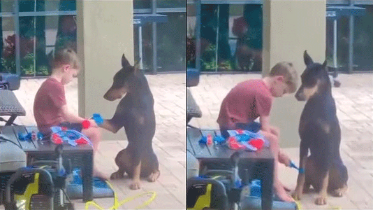 Viral Video | చిన్నారి డాక్ట‌ర్ : పెంపుడు కుక్క కోసం ఆ బాలుడు ఏం చేశాడంటే..!