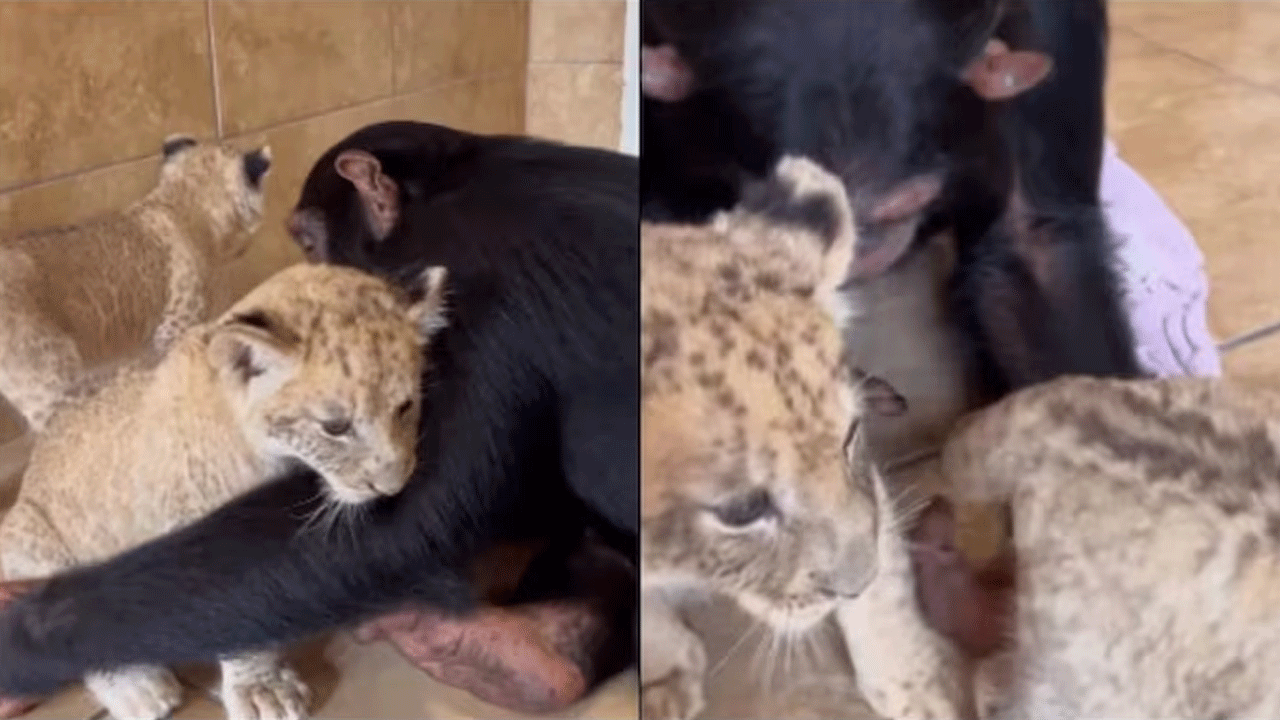 viral video | సింహం పిల్ల‌ల‌తో చింపాంజీ ఫ‌న్నీ గేమ్స్‌ ..!