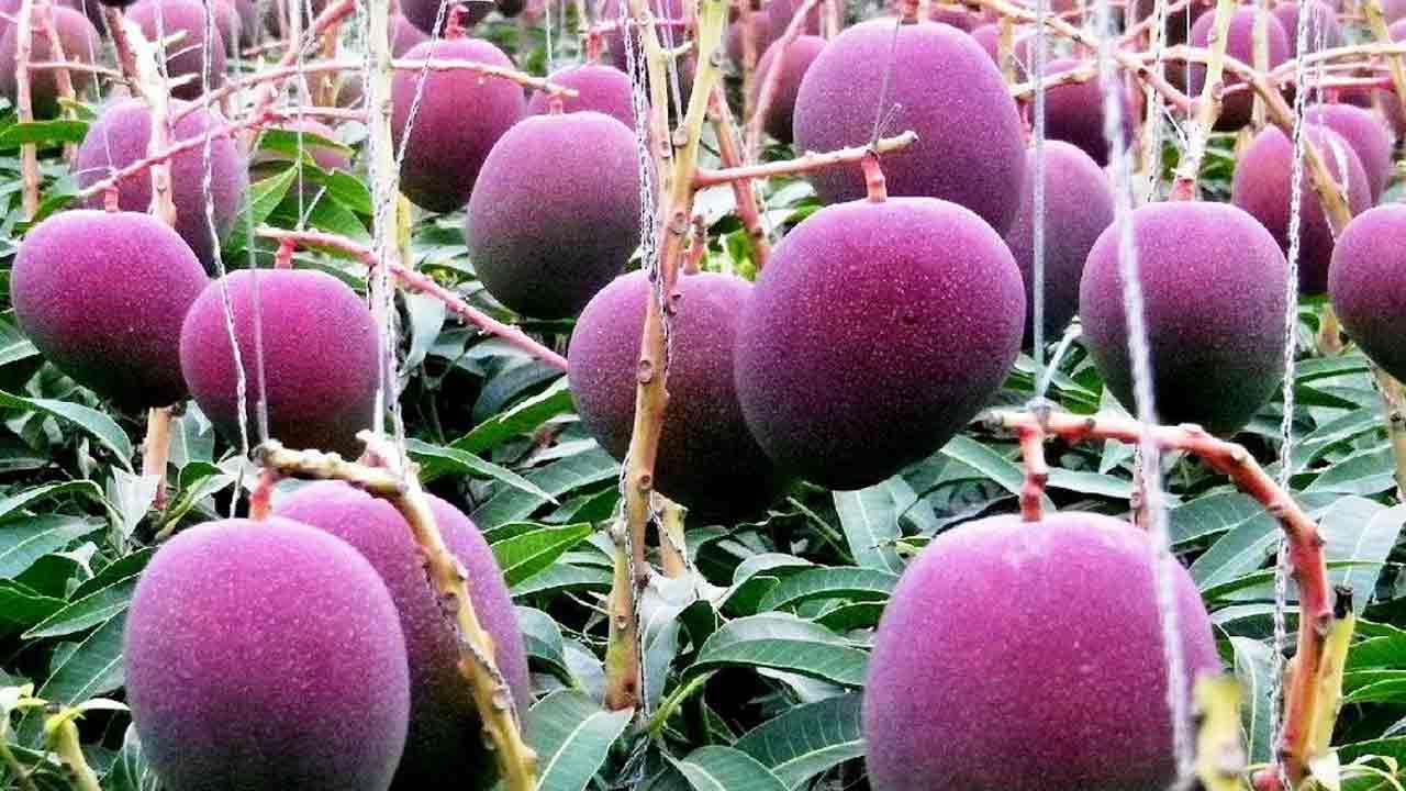 Miyazaki Mango |  కిలో మామిడి పండ్లు 2.70 లక్షలు