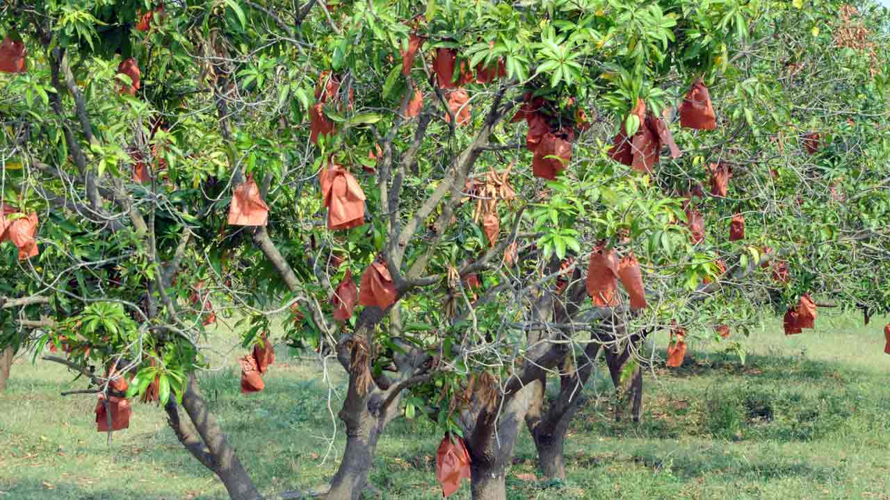 కవర్‌ కట్టు.. లాభాలు పట్టు..