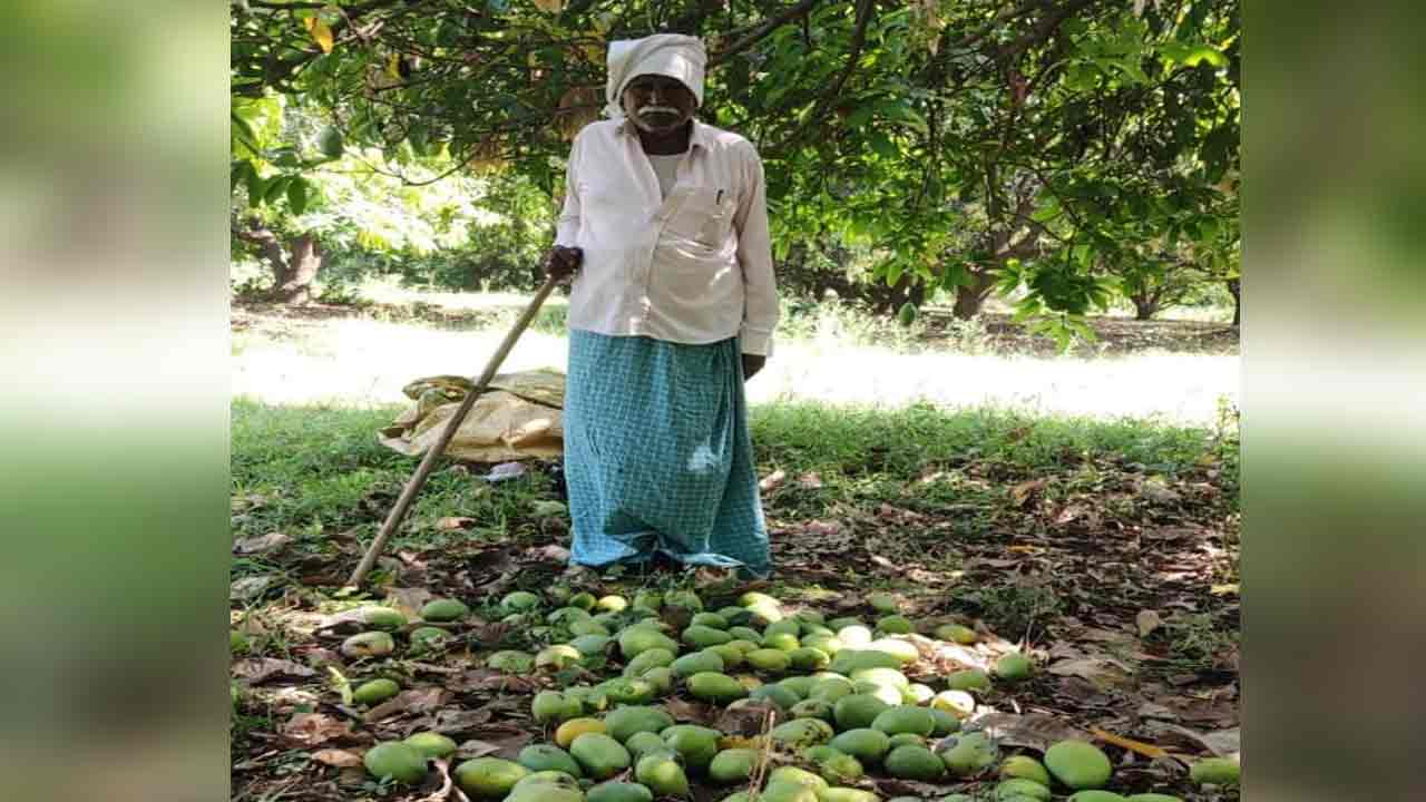 Mango Crops