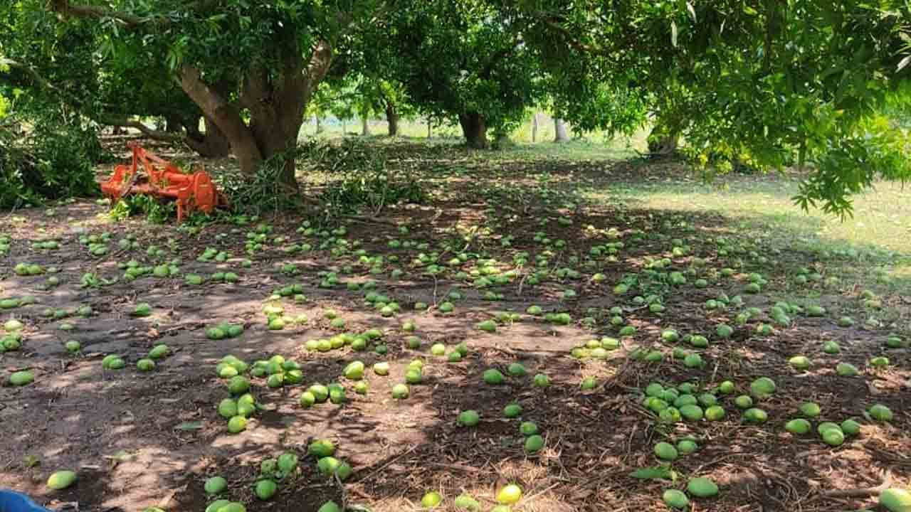 అకాల వర్షం.. అన్నదాతలకు నష్టం