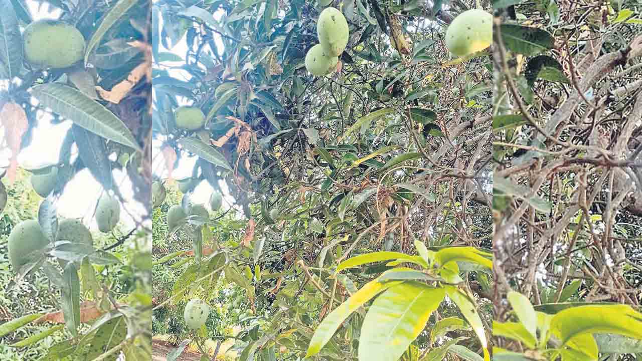 మామిడిపై ‘మంగు’