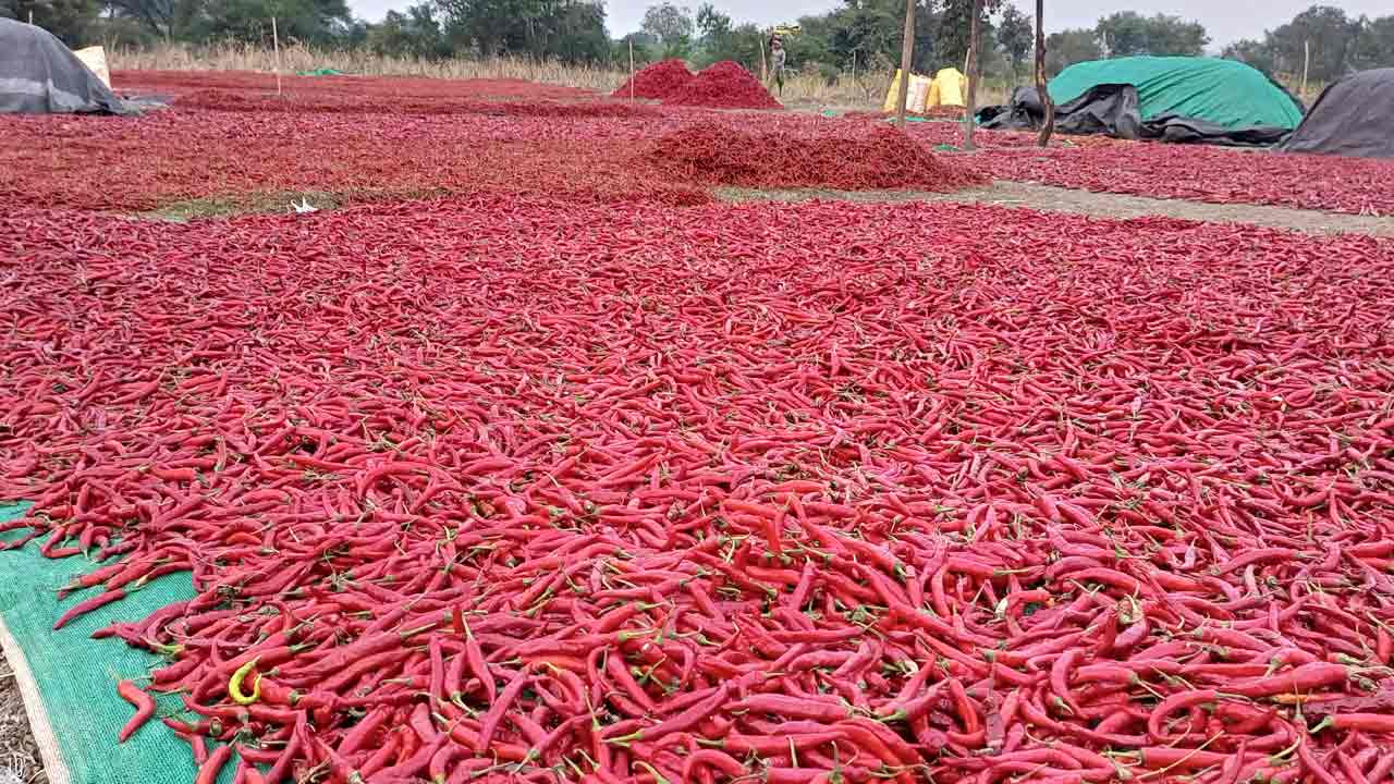 మన మిర్చికి మహాసిరి..