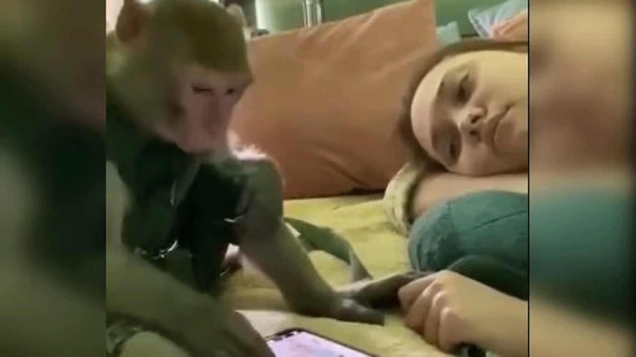 viral video | ఫోన్‌లో వీడియోలు చూస్తున్న పెంపుడు కోతి