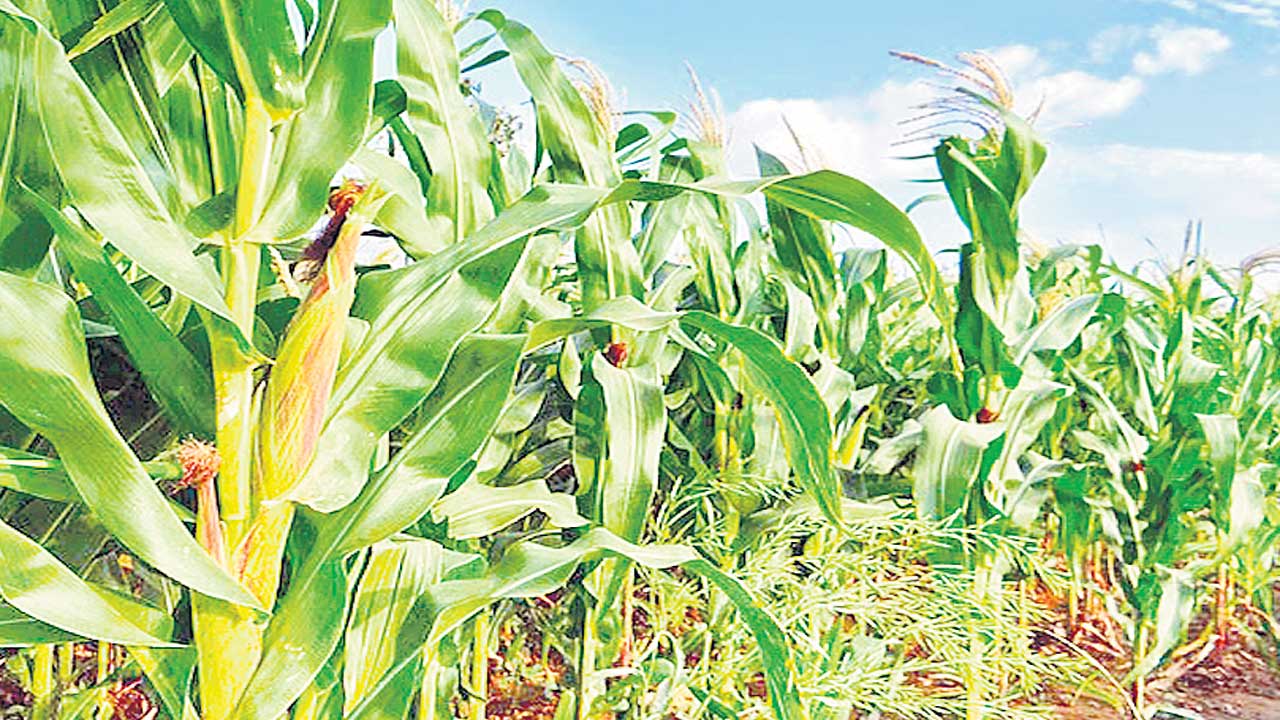 ఆరుతడి..సిరుల దిగుబడి