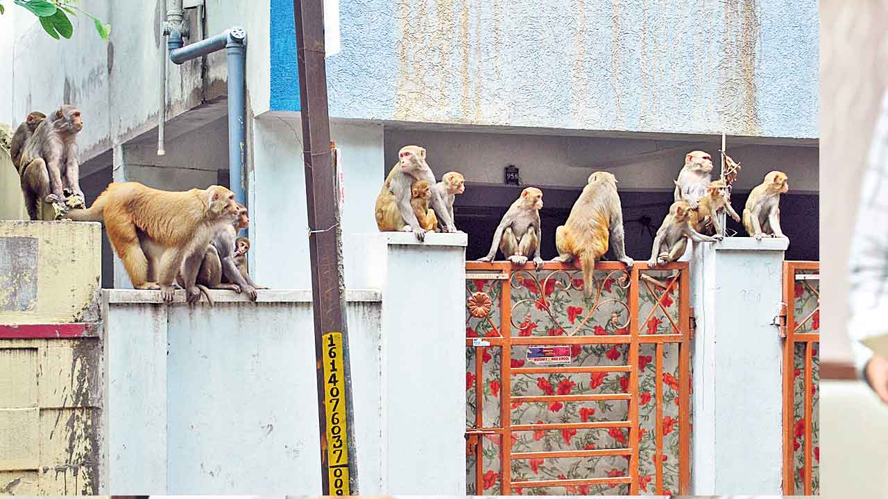 Hyderabad |  కోతుల బెడదకు ఫుల్‌స్టాప్‌.. నగరం నుంచి అటవీ ప్రాంతానికి తరలింపు