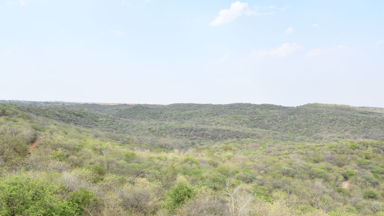 Jungle Safari | నల్లమలలోనే కాదు.. పాలమూరు కేసీఆర్‌ ఎకో పార్కులో కూడా సఫారీ టూర్‌!