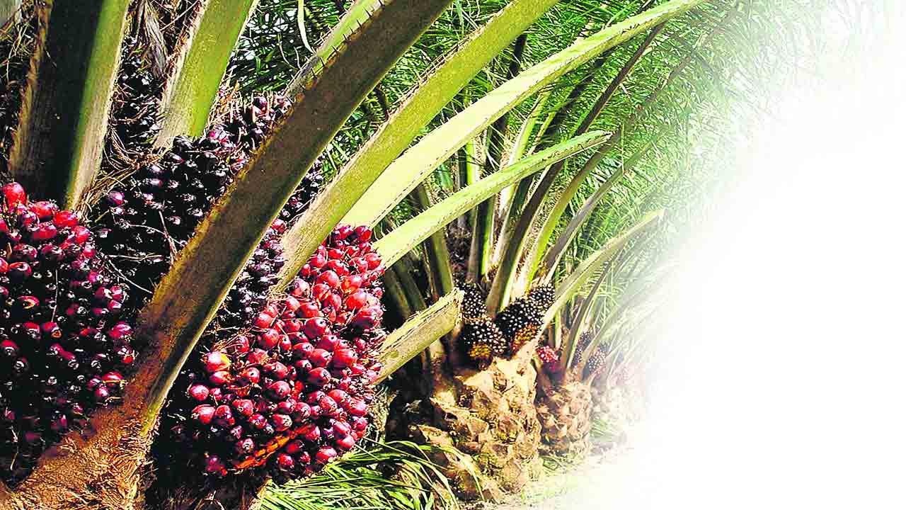 33 నెలలుకు రూ.6.63 లక్షలు.. ఆయిల్‌ పామ్‌ తొలి క్రాప్‌ ఆదాయం