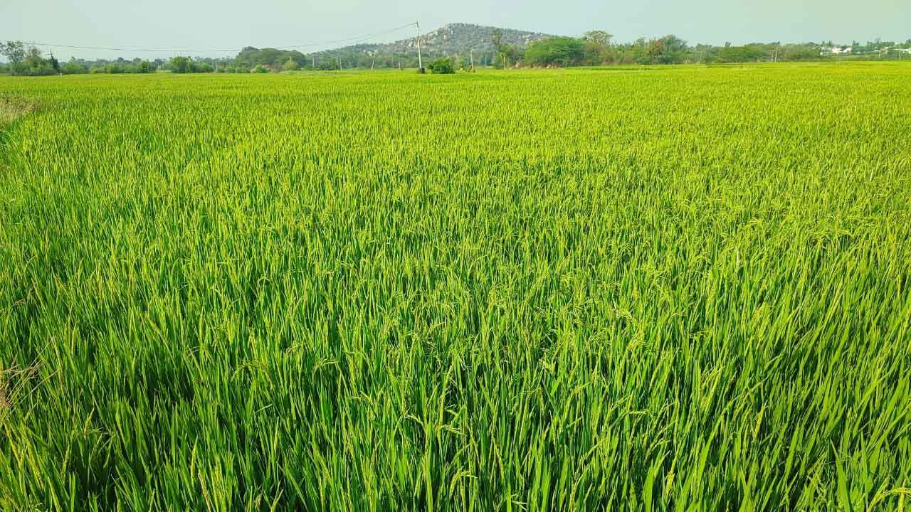 Paddy cultivation |  వెదజల్లే పద్ధతిలో వరిసాగు లాభదాయకం.. మొగ్గుచూపుతున్న రైతులు