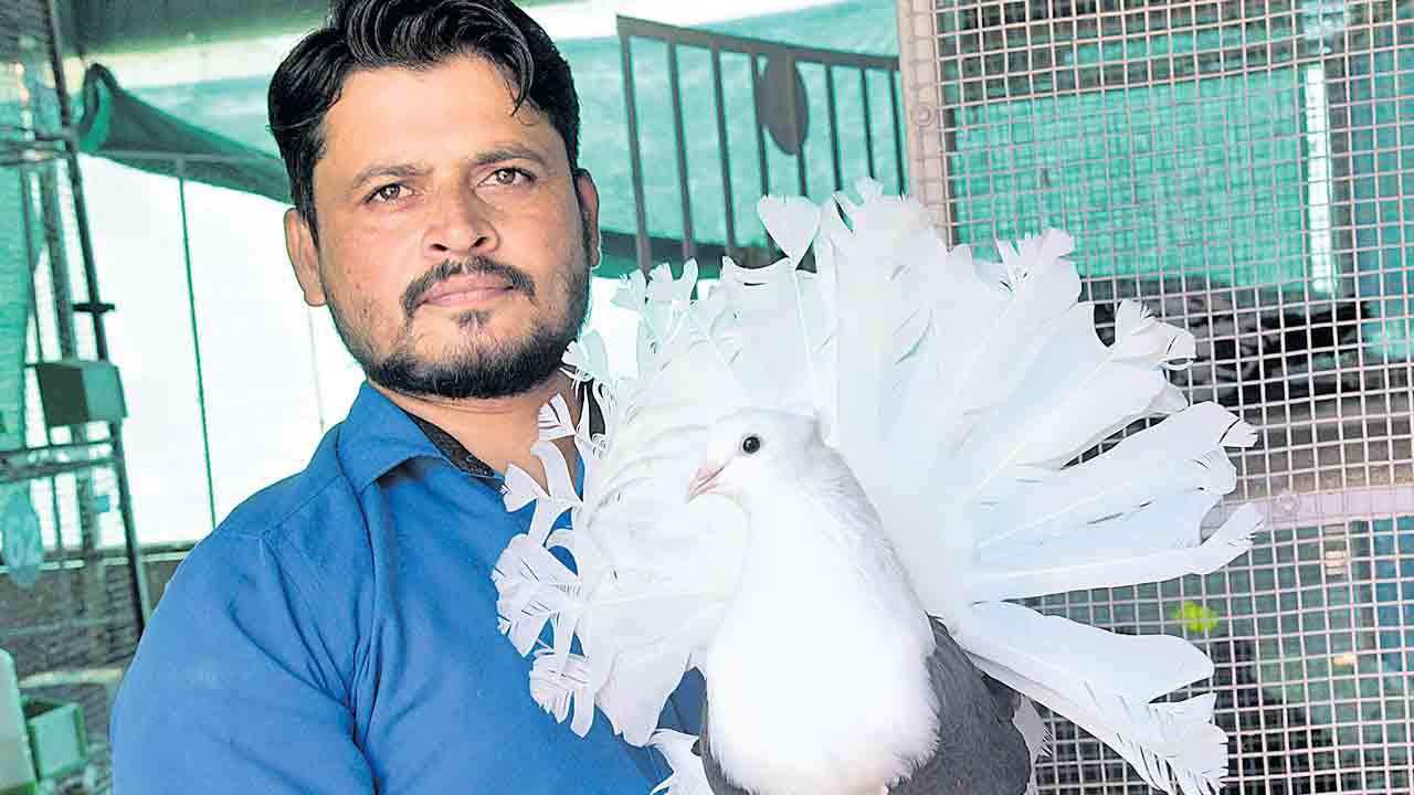 పావురాల జతగాడు