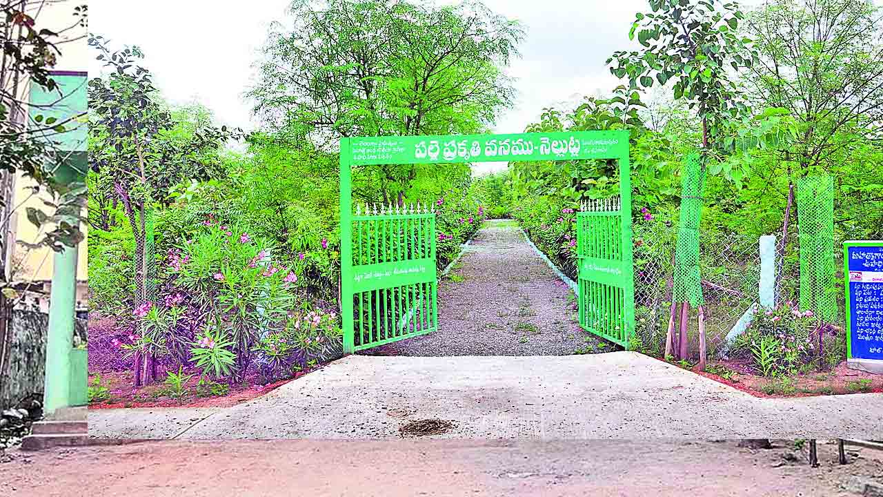 మన సల్లెలకు జాతీయ పట్టం