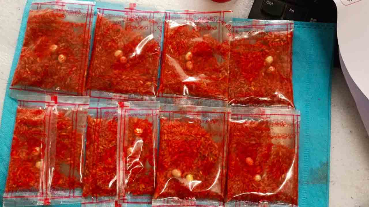 10,379 మందికి భద్రాద్రి రాముడి తలంబ్రాలు