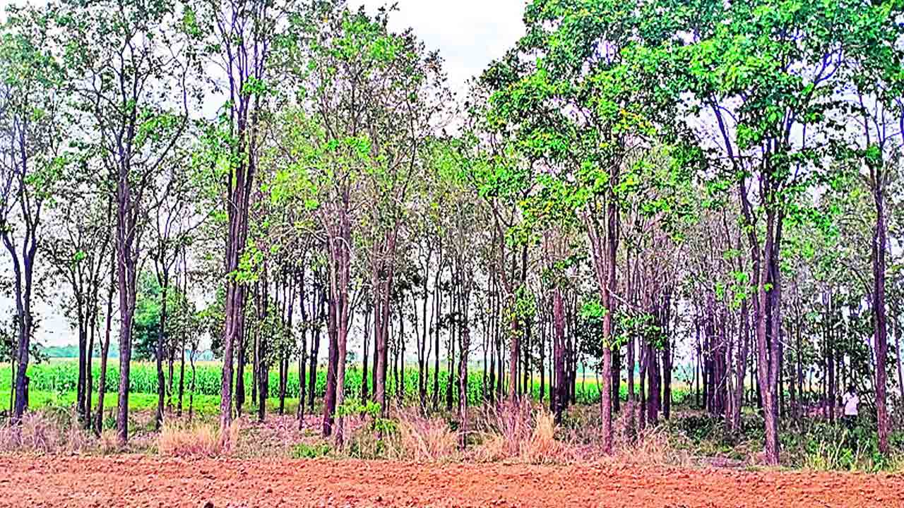 శ్రీగంధంతో సిరులు