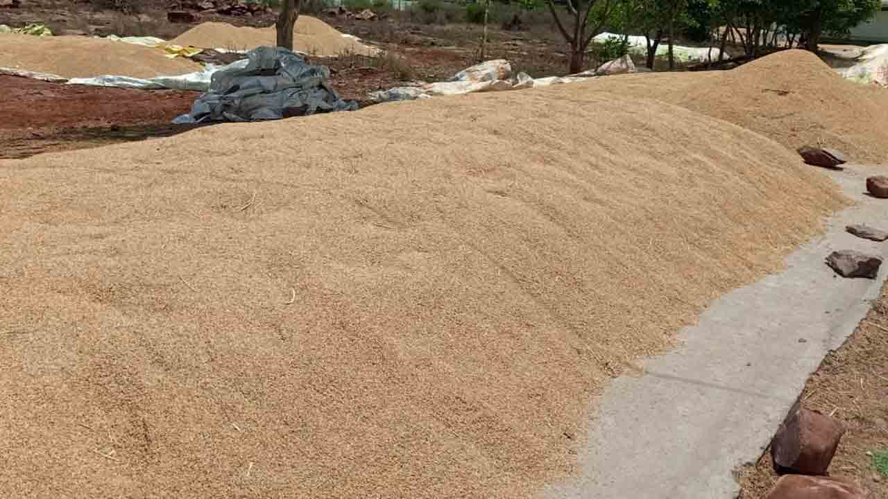 వరి పంట పండింది