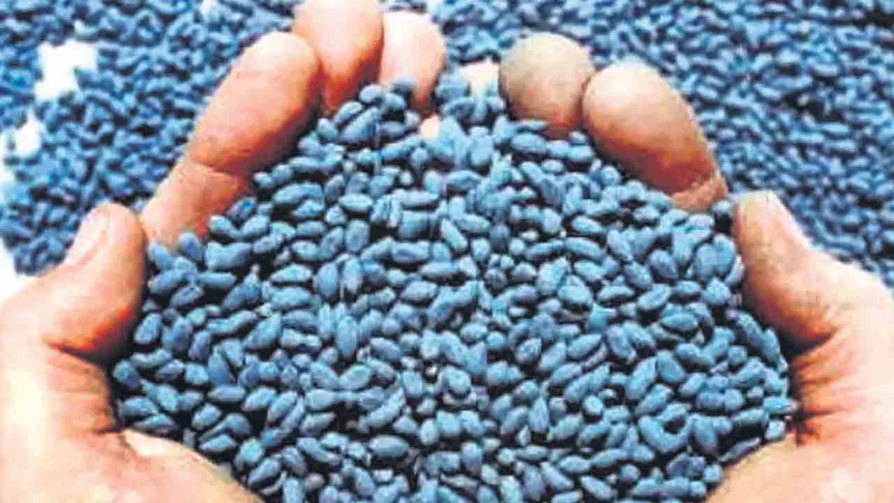 పత్తి రైతుపై విత్తన భారం