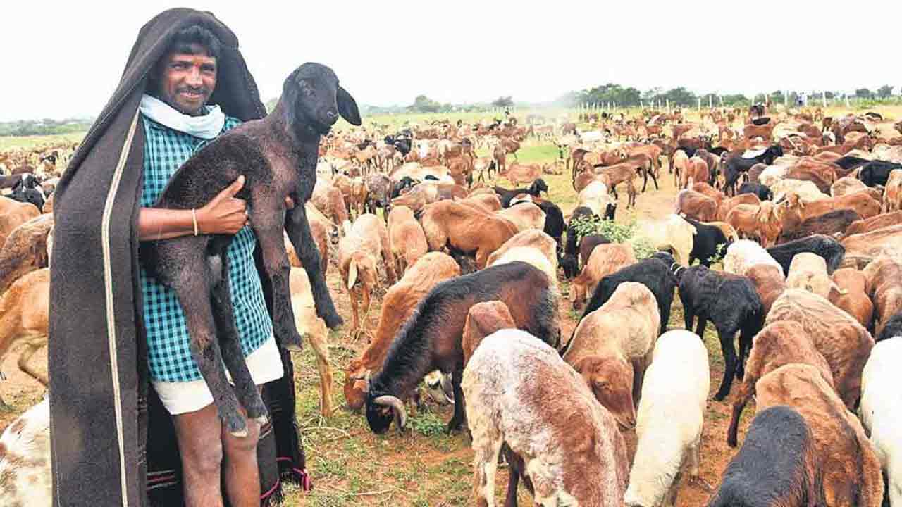 గొర్రెల లబ్ధిదారులకు 5 వేల కోట్లు ఆదా