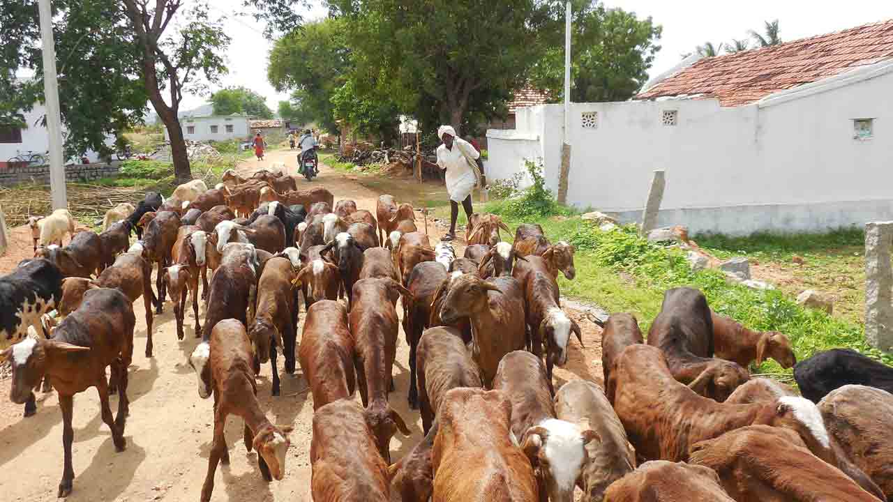 గొల్లకుర్మలకు బతుకు ధీమా