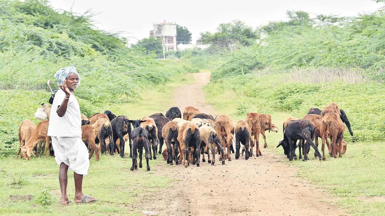 గొల్ల, కుర్మలకు జీవం