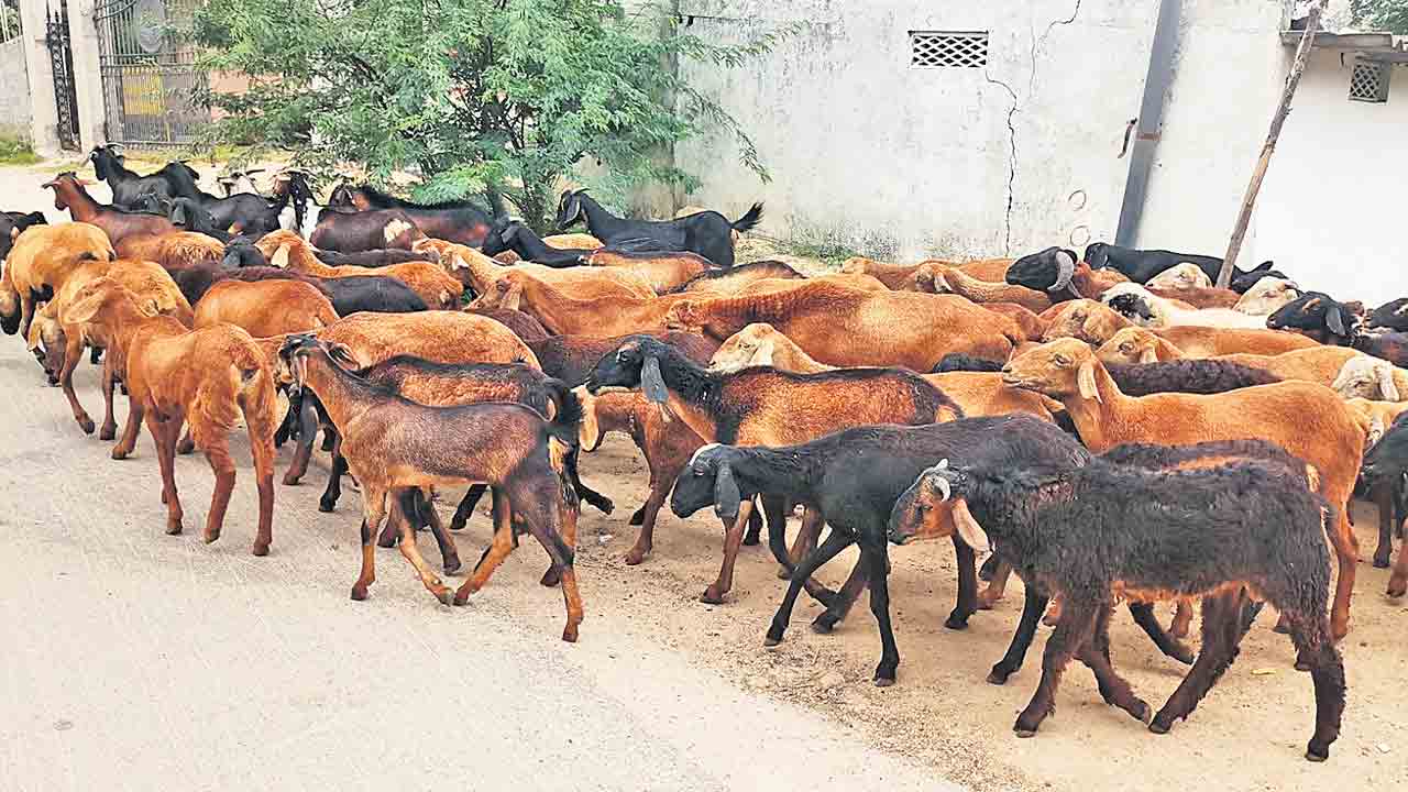 రెండో విడుత గొర్రెల పంపిణీకి శ్రీకారం