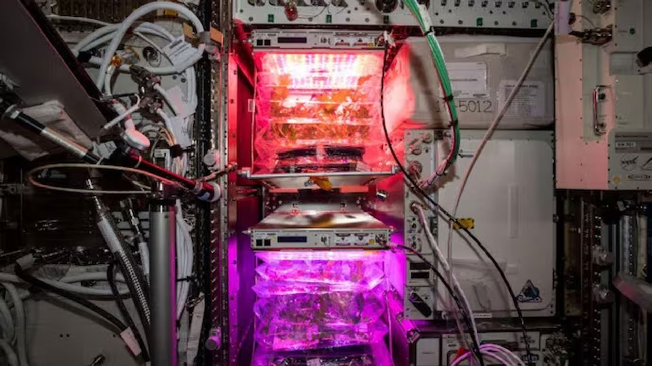 Space Tomatoes: నింగిలో పండిన ట‌మోటాలు నేల‌కు వ‌చ్చేస్తున్నాయి..