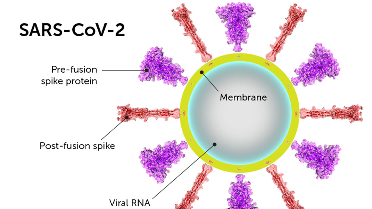 Spike protein: స్పైక్ ప్రోటీన్ వ‌ల్లే కోవిడ్ రోగుల్లో జ్ఞాప‌క‌శ‌క్తి స‌మ‌స్య‌లు