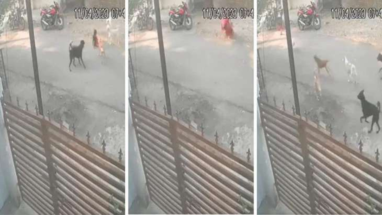 Viral Video | ఆరేళ్ల బాలుడిపై వీధికుక్కల దాడి..! ఈడ్చుకుంటూ వెళ్లి..!