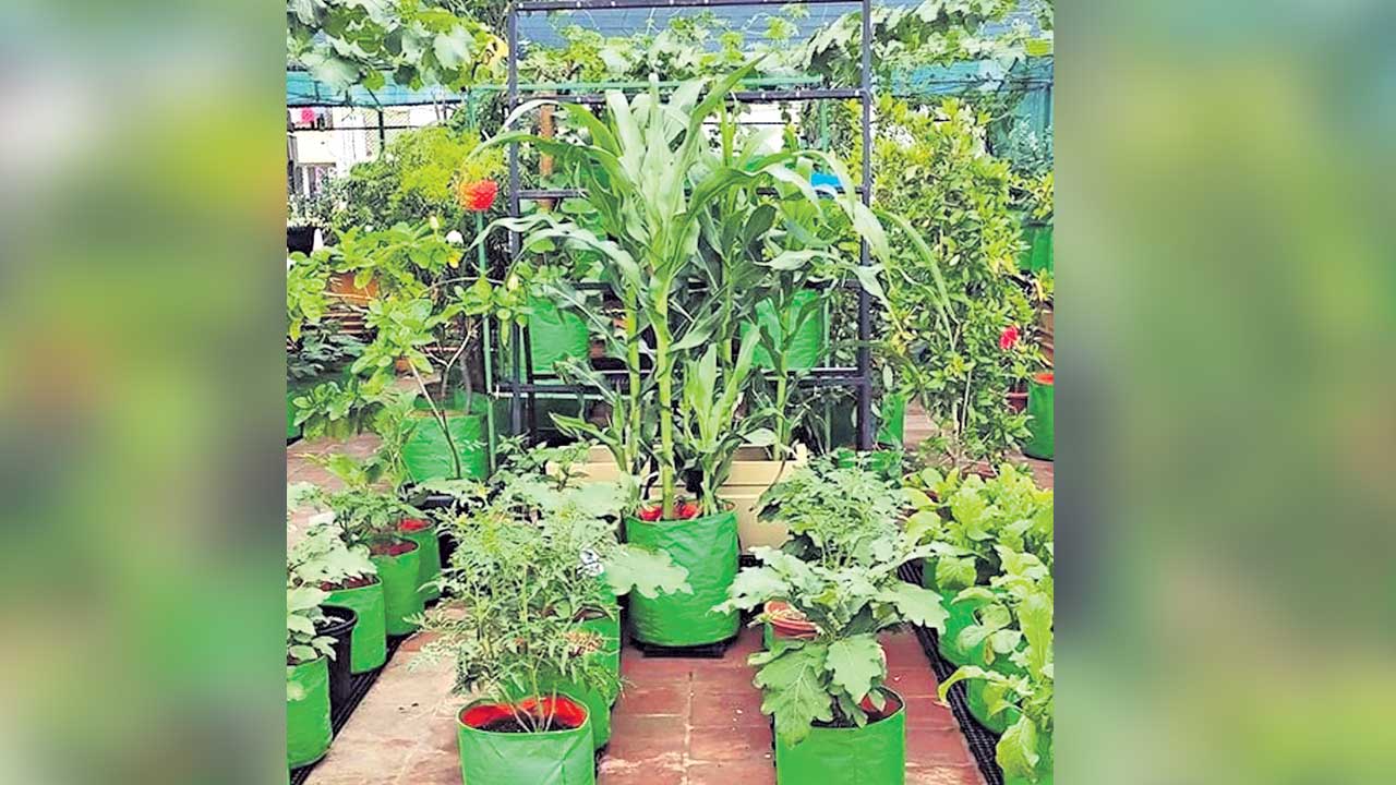 మొక్కా.. క్షేమమా!