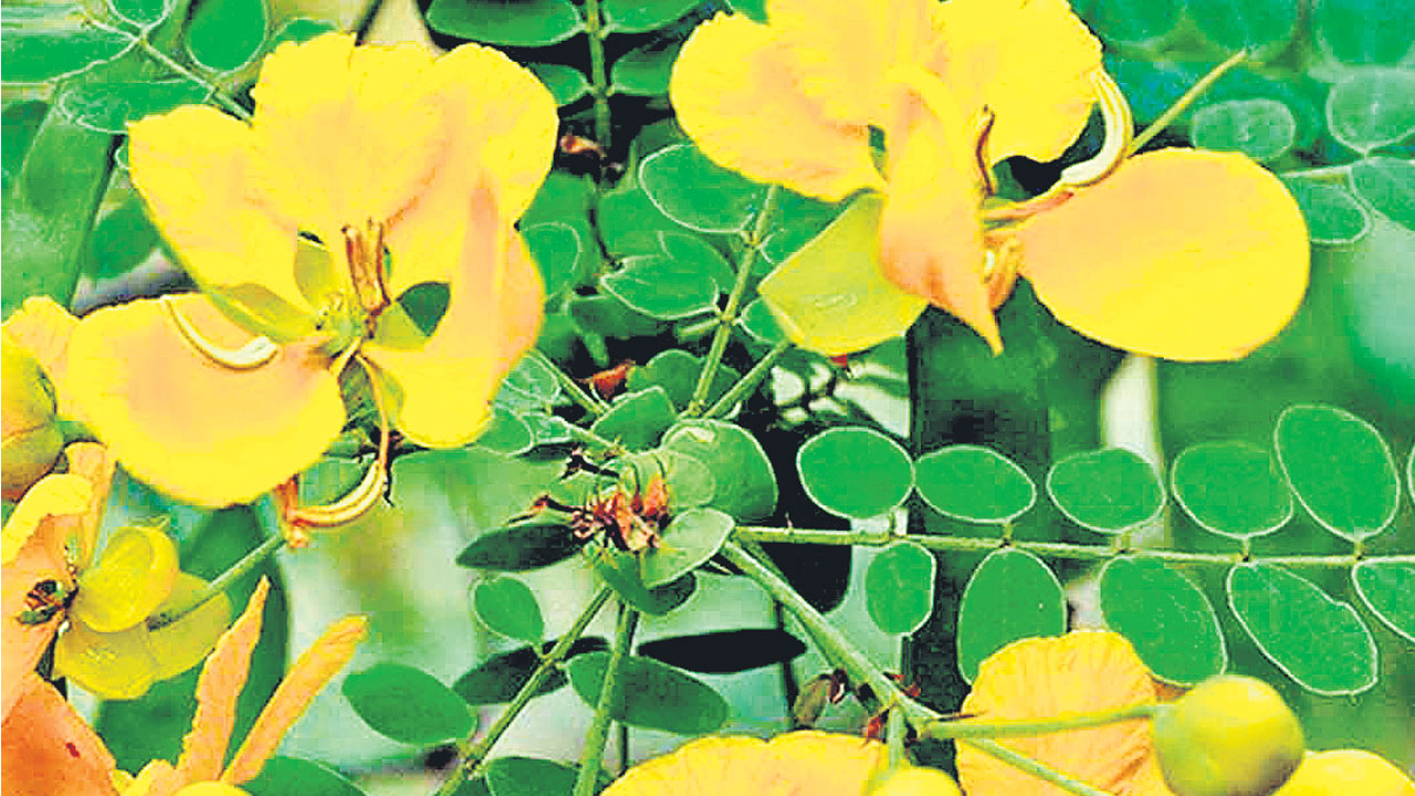 వాసరవాణి భాష – నా శ్వాస