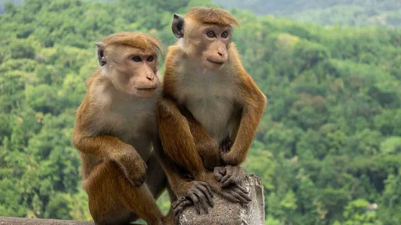 Monkeys Kill Boy | కడుపు చీల్చి, పేగులు బయటకు లాగి.. బాలుడ్ని దారుణంగా చంపిన కోతులు