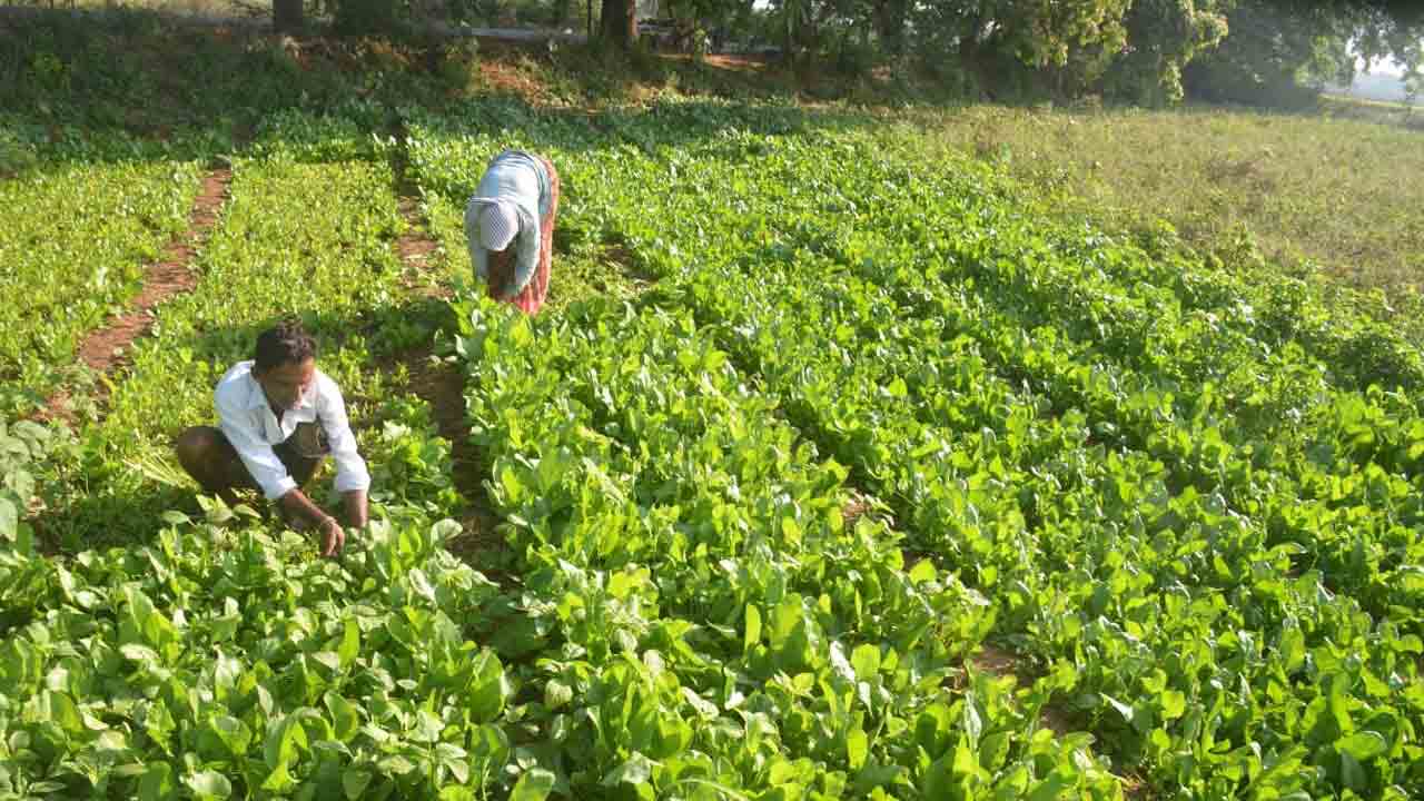 Vegetables |  పెరిగిన సాగునీటి సౌకర్యం.. కూరగాయ పంటల సాగుపై రైతుల మక్కువ