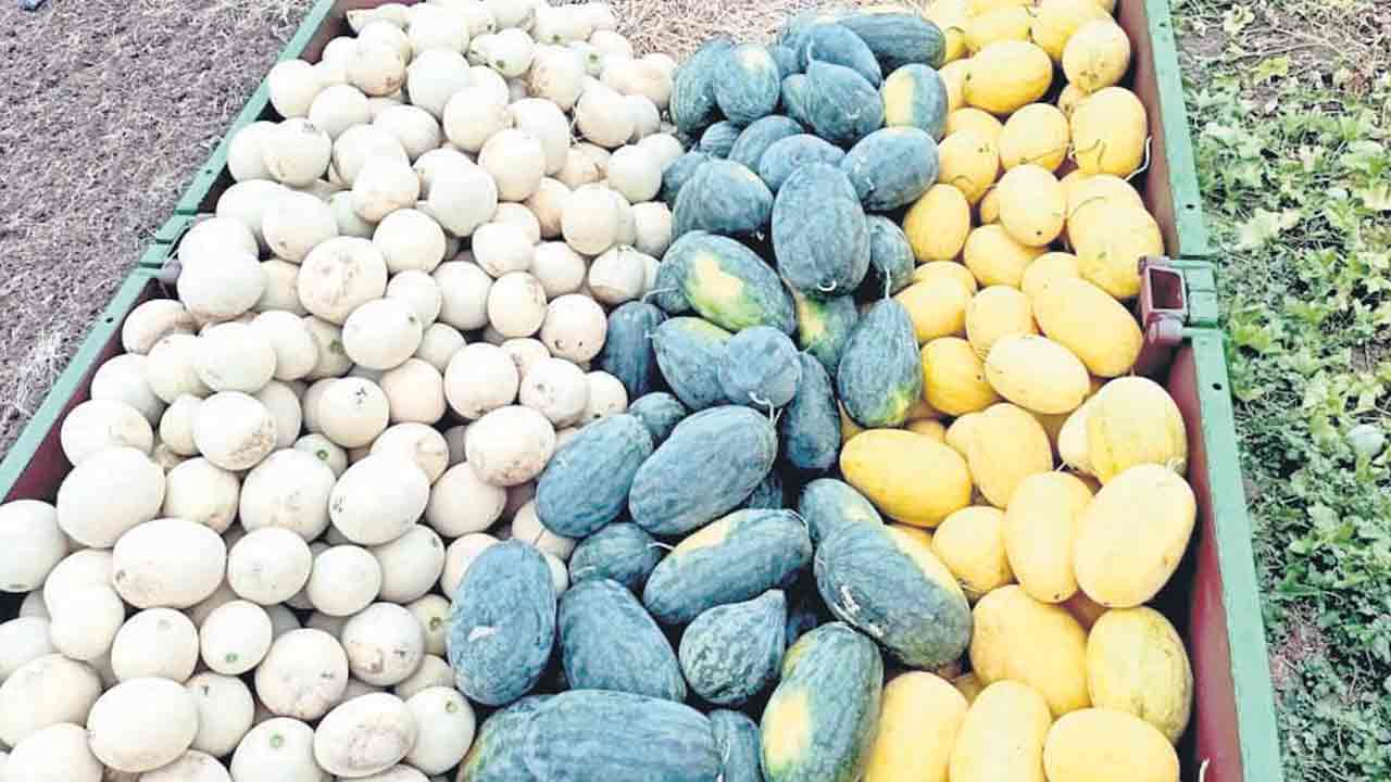 వాటర్‌ మిలన్‌ సాగులో మేటి