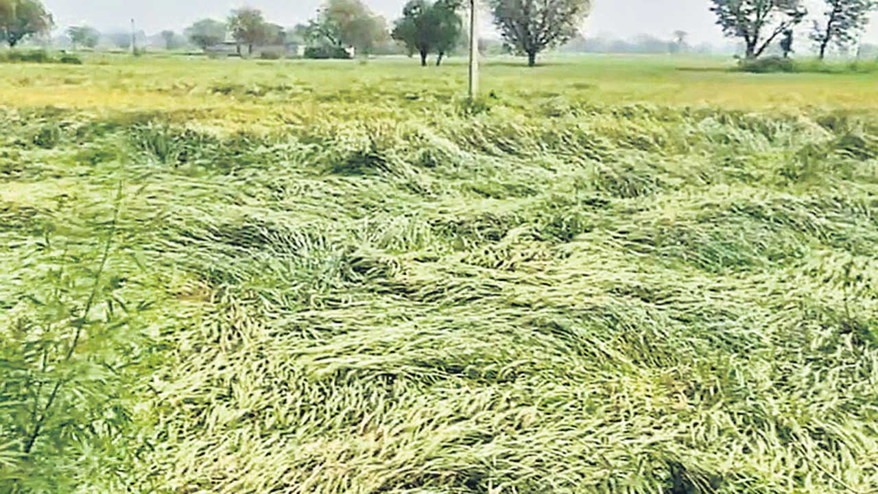 Uttar Pradesh |  యూపీలో అకాల వర్షాలతో వేలాది ఎకరాల్లో పంట నష్టం.. పది రోజులు గడుస్తున్నా పట్టించుకోని ప్రభుత్వం