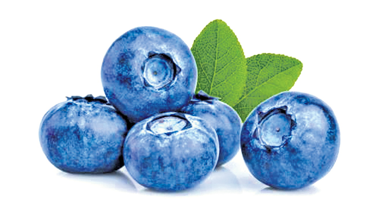 Wild Blue Berry