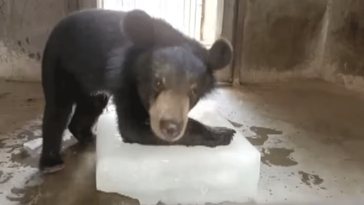 Hot Summer | భానుడి భ‌గ‌భ‌గ : జూలో చ‌న్నీటి స్నానాలు, ఐస్ బ్లాక్స్‌తో సేద‌తీరుతున్న జంతువులు