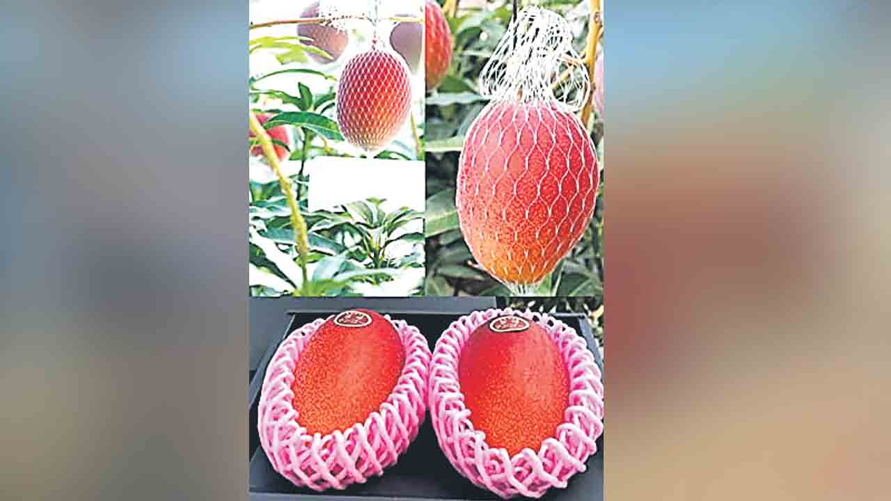 Mango Fruits | మామిడి పండు @ 19 వేలు.. మామూలు మామిడి కంటే 15 శాతం తియ్యగా..