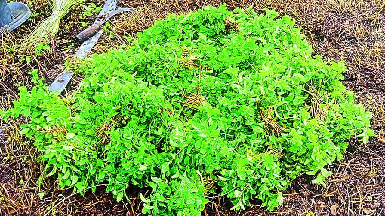 పుదీనా తోట లాభాల మూట